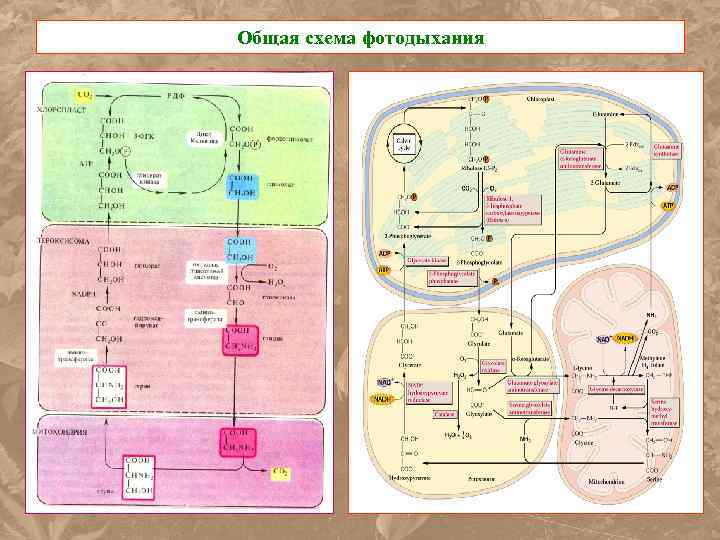 Общая схема фотодыхания 