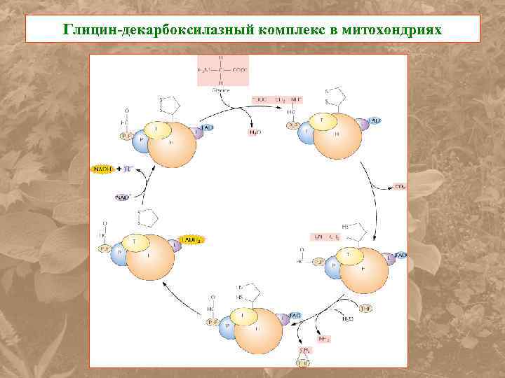 Глицин-декарбоксилазный комплекс в митохондриях 