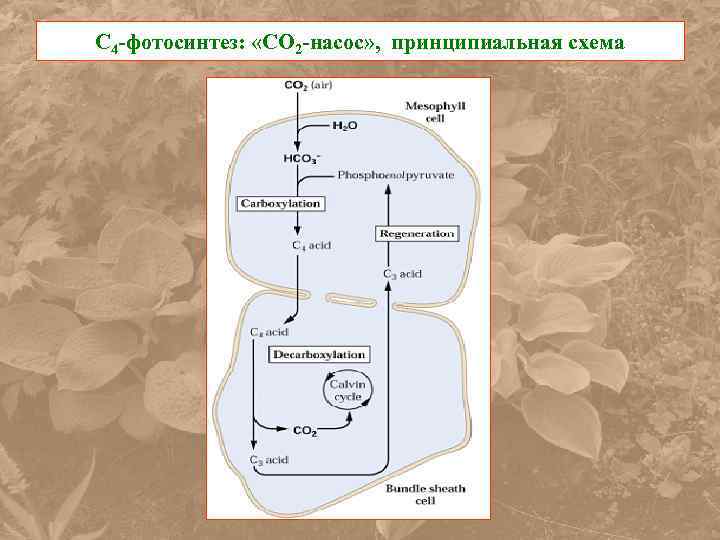 С 4 -фотосинтез: «СО 2 -насос» , принципиальная схема 