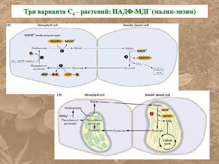 Три варианта С 4 – растений: НАДФ-МДГ (малик-энзим) 