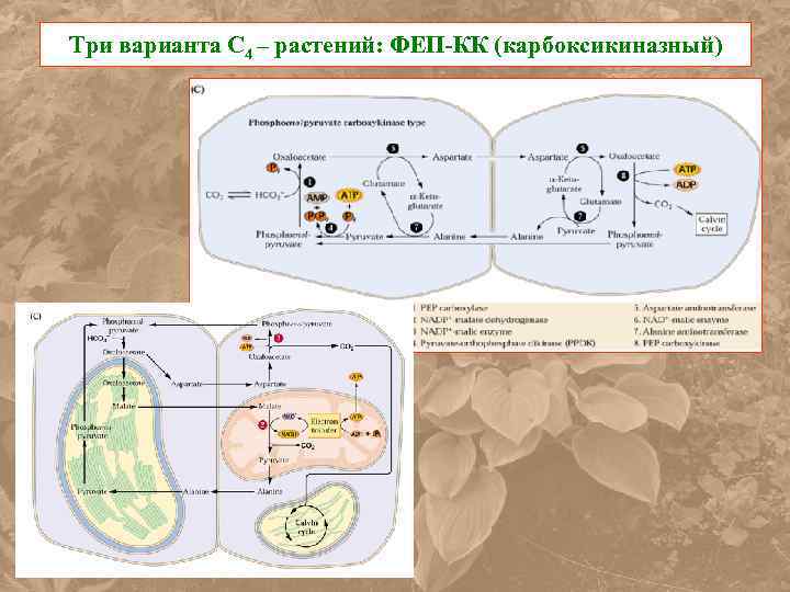 Три варианта С 4 – растений: ФЕП-КК (карбоксикиназный) 