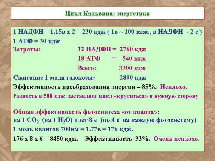 Цикл Кальвина: энергетика 1 НАДФН = 1. 15 в х 2 = 230 кдж