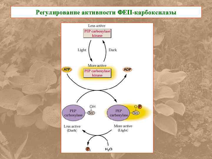 Регулирование активности ФЕП-карбоксилазы 