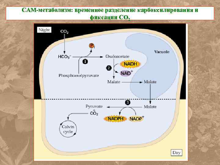 САМ-метаболизм: временное разделение карбоксилирования и фиксации СО 2 