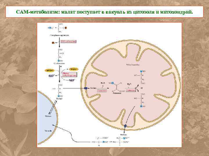 САМ-метаболизм: малат поступает в вакуоль из цитозоля и митохондрий. 