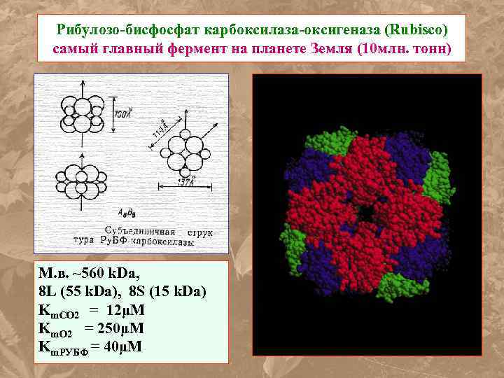 Рибулозо-бисфосфат карбоксилаза-оксигеназа (Rubisco) самый главный фермент на планете Земля (10 млн. тонн) М. в.