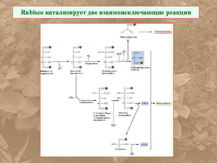 Rubisco катализирует две взаимоисключающие реакции 