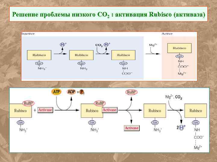 Решение проблемы низкого СО 2 : активация Rubisco (активаза) 