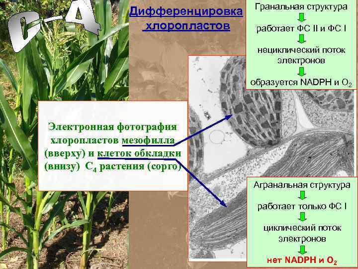 Дифференцировка хлоропластов Гранальная структура работает ФС II и ФС I нециклический поток электронов образуется