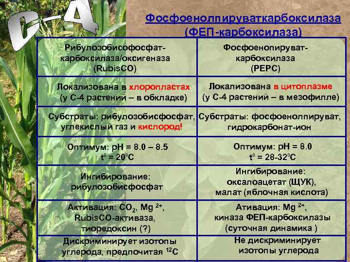 С 4 растения. ФЕП карбоксилаза. С4 растения представители. Фосфоенолпируват карбоксилаза. ФЕП карбоксилаза формула.