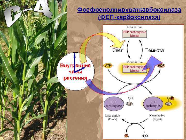 Фосфоенолпируваткарбоксилаза (ФЕП-карбоксилаза) Свет Внутренние часы растения Темнота 