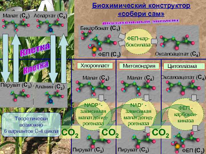 Биохимический конструктор «собери сам» Малат (С 4) Аспартат (С 4) Бикарбонат (С 1) ФЕП-карбоксилаза