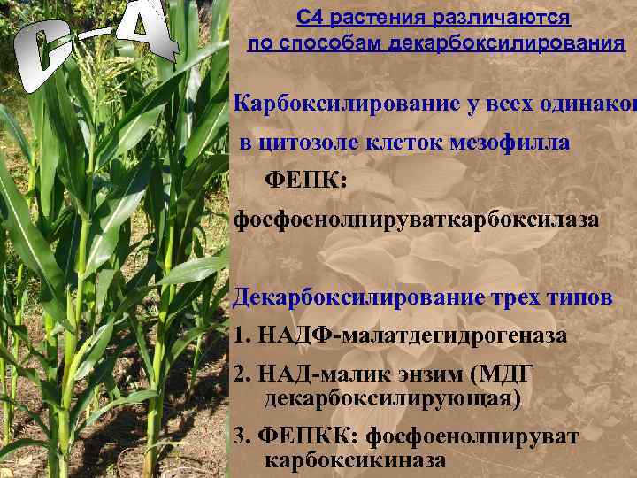 С 4 растения различаются по способам декарбоксилирования Карбоксилирование у всех одинаков в цитозоле клеток