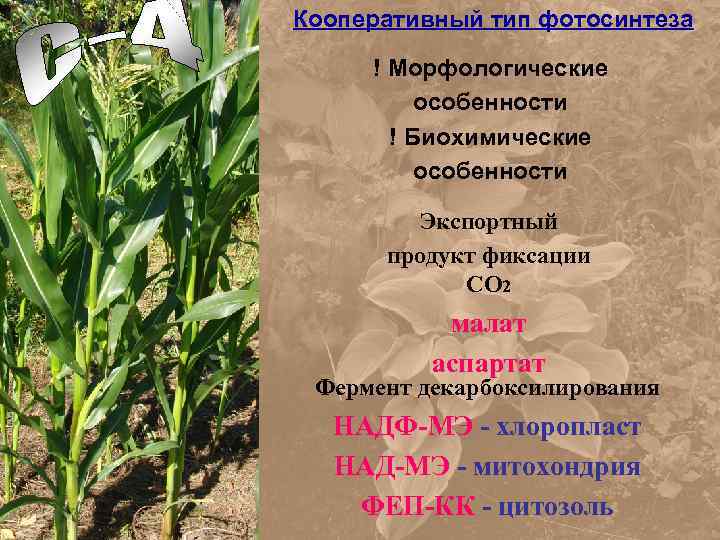 Кооперативный тип фотосинтеза ! Морфологические особенности ! Биохимические особенности Экспортный продукт фиксации СО 2