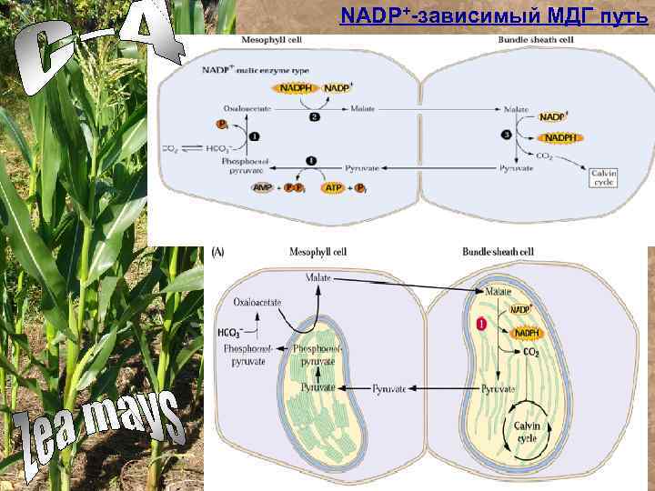 NADP+-зависимый МДГ путь 