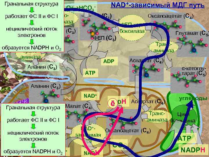 Гранальная структура СО 2+Н 2 О↔НСО 3 C карбоработает ФС II и ФС I
