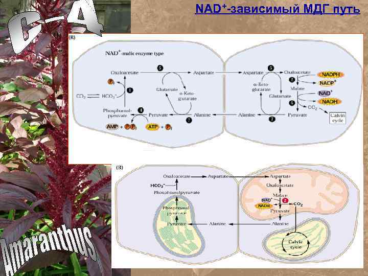 NAD+-зависимый МДГ путь 