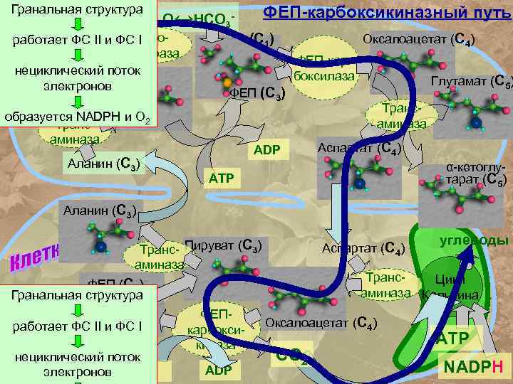 Гранальная структура СО 2+Н 2 О↔НСО 3 C карбоработает ФС II и ФС I