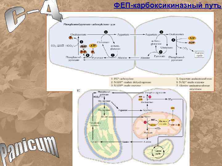 ФЕП-карбоксикиназный путь 