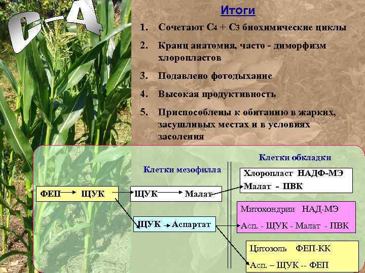 Итоги 1. Сочетают С 4 + С 3 биохимические циклы 2. Кранц анатомия, часто