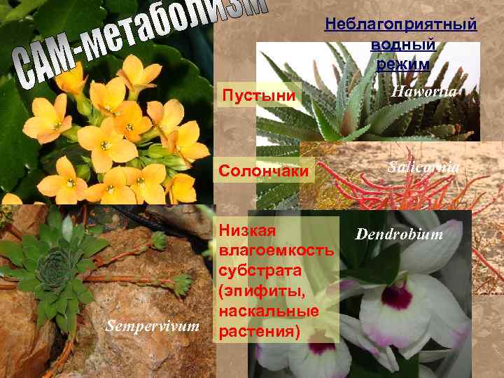 Неблагоприятный водный режим Пустыни Солончаки Sempervivum Hawortia Salicornia Низкая влагоемкость субстрата (эпифиты, наскальные растения)