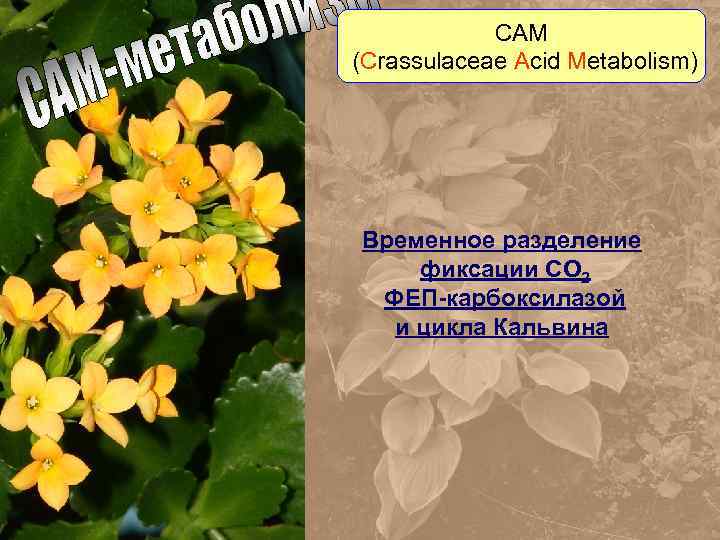 САМ (Сrassulaceae Acid Metabolism) Временное разделение фиксации СО 2 ФЕП-карбоксилазой и цикла Кальвина 