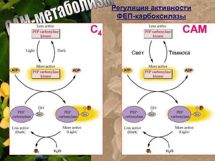 Регуляция активности ФЕП-карбоксилазы С 4 САМ Свет Темнота 