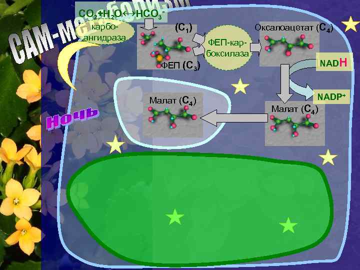 СО 2+Н 2 О↔НСО 3 карбоангидраза (С 1) Оксалоацетат (С 4) ФЕП-карбоксилаза ФЕП (С