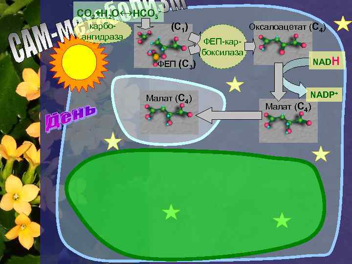 СО 2+Н 2 О↔НСО 3 карбоангидраза (С 1) Оксалоацетат (С 4) ФЕП-карбоксилаза ФЕП (С