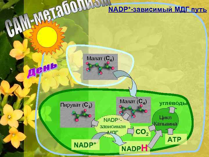 NADP+-зависимый МДГ путь Малат (С 4) Пируват (С 3) Малат (С 4) NADP+зависимая МДГ