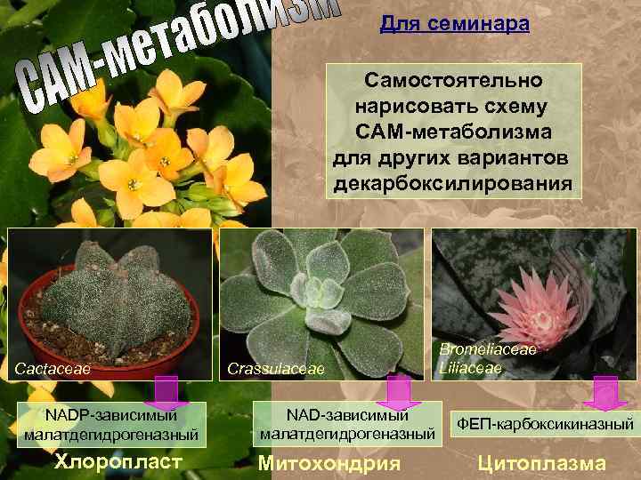 Для семинара Самостоятельно нарисовать схему САМ-метаболизма для других вариантов декарбоксилирования Cactaceae NADP-зависимый малатдегидрогеназный Хлоропласт