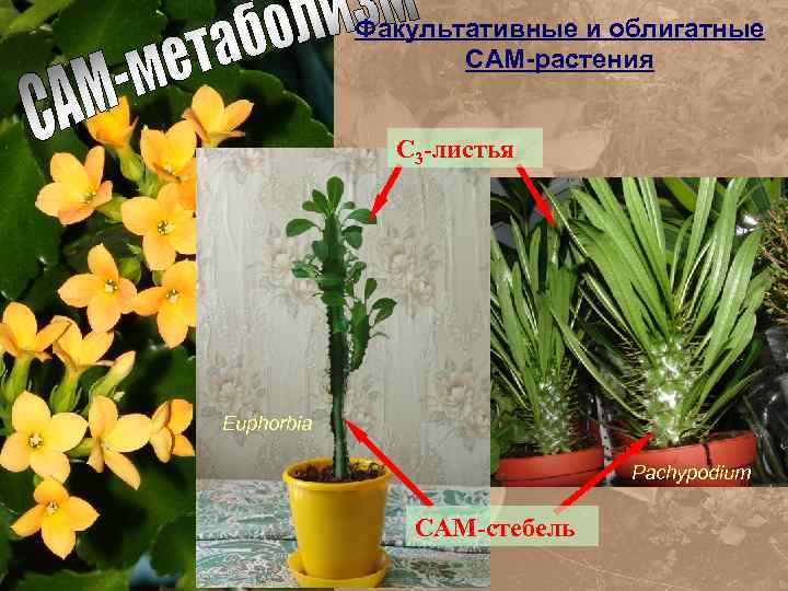 Факультативные и облигатные САМ-растения С 3 -листья Euphorbia Pachypodium САМ-стебель 