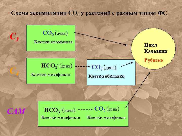 Схема ассимиляции СО 2 у растений с разным типом ФС С 3 С 4