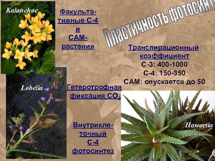 Kalanchoe Lobelia Факультативные С-4 и САМрастения Гетеротрофная фиксация СО 2 Внутриклеточный С-4 фотосинтез Транспирационный