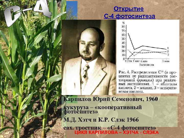 Открытие C-4 фотосинтеза Карпилов Юрий Семенович, 1960 кукуруза – «кооперативный фотосинтез» М. Д. Хэтч