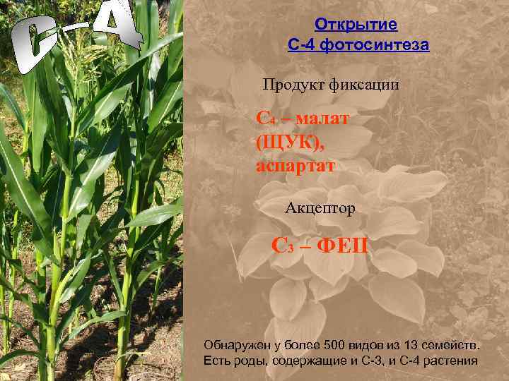 Открытие C-4 фотосинтеза Продукт фиксации С 4 – малат (ЩУК), аспартат Акцептор С 3