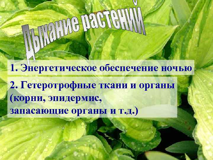 1. Энергетическое обеспечение ночью 2. Гетеротрофные ткани и органы (корни, эпидермис, запасающие органы и