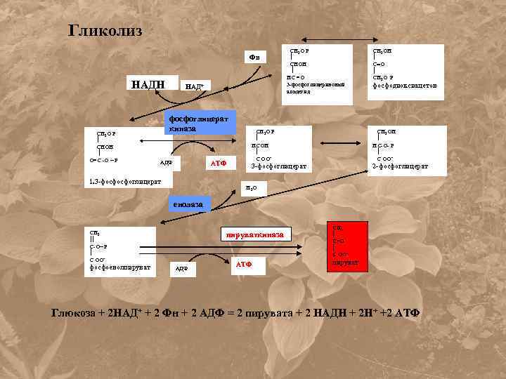 Гликолиз Фн НАДН СН 2 О Р СНОН О=С -О ~ Р НАД+ фосфоглицерат