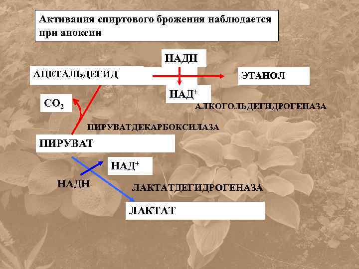 Активация спиртового брожения наблюдается при аноксии НАДН АЦЕТАЛЬДЕГИД ЭТАНОЛ НАД+ СО 2 АЛКОГОЛЬДЕГИДРОГЕНАЗА ПИРУВАТДЕКАРБОКСИЛАЗА