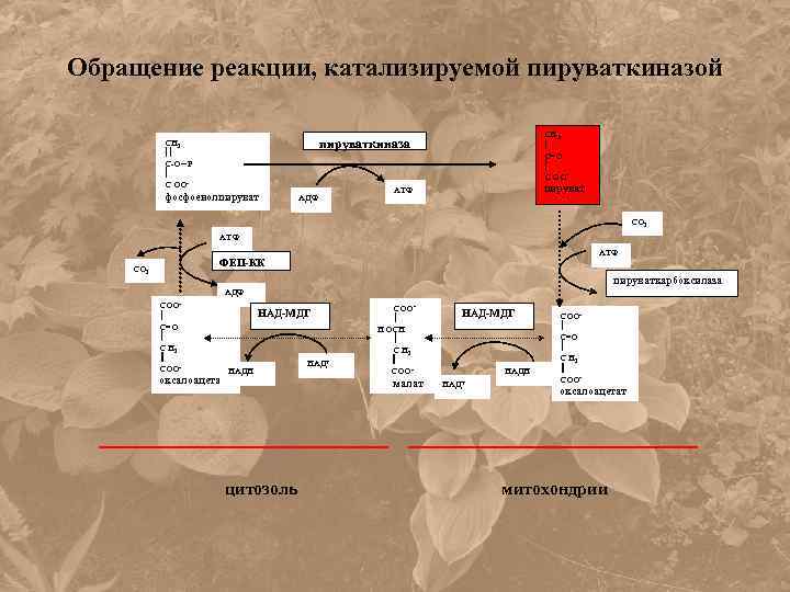 Обращение реакции, катализируемой пируваткиназой СН 3 С=О С ОО- пируваткиназа СН 2 С-О~ Р