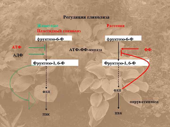 Регуляция гликолиза Животные Пластидный гликолиз Растения фруктозо-6 -Ф АТФ-ФФ-киназа ФФ АДФ Фруктозо-1, 6 -Ф