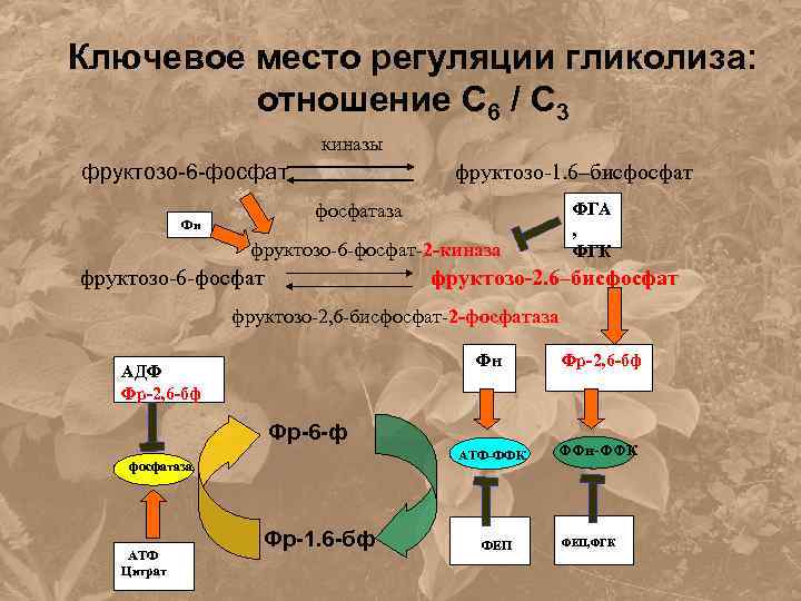 Ключевое место регуляции гликолиза: отношение С 6 / С 3 киназы фруктозо-6 -фосфат фруктозо-1.