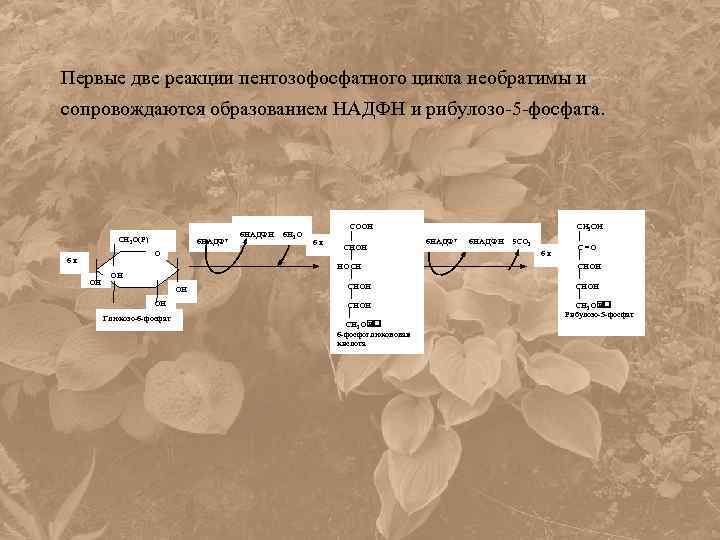 Первые две реакции пентозофосфатного цикла необратимы и сопровождаются образованием НАДФН и рибулозо-5 -фосфата. СН