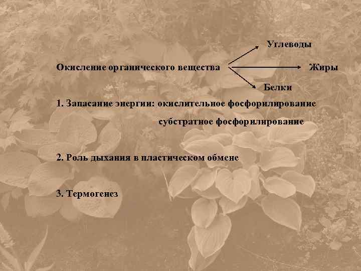Углеводы Жиры Окисление органического вещества Белки 1. Запасание энергии: окислительное фосфорилирование субстратное фосфорилирование 2.