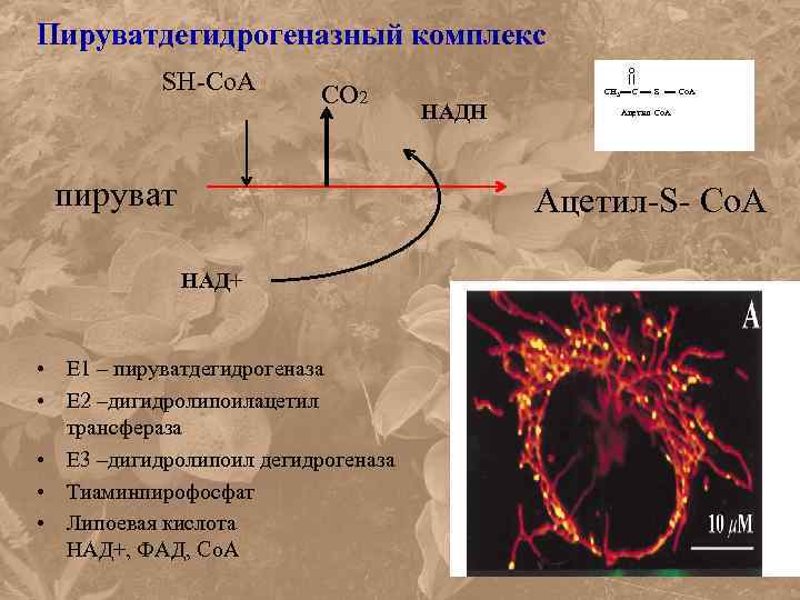 Пируватдегидрогеназный комплекс SH-Со. А СО 2 пируват О СН 3 С S Со. А