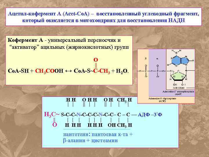 Ацетил-кофермент А (Acet-Co. A) – восстановленный углеводный фрагмент, который окисляется в митохондриях для восстановления