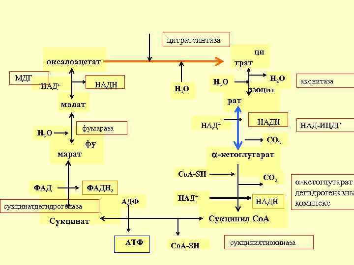 цитратсинтаза ци оксалоацетат МДГ трат НАДН НАД+ Н 2 О НАД+ фумараза изоцит НАДН