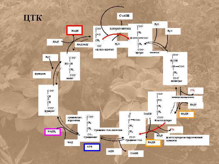 ЦТК Co. ASH НАДН НАД+ НАД-МДГ Н 2 О фумараза Н 2 О СООц