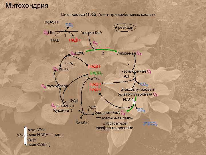Митохондрия Цикл Кребса (1953) (ди- и три карбоновых кислот) Ко. ASH С 3 ПВ