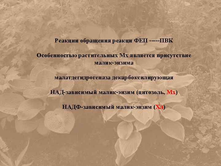 Реакции обращения реакци ФЕП -----ПВК Особенностью растительных Мх является присутствие малик-энзима малатдегидрогеназа декарбоксилирующая НАД-зависимый